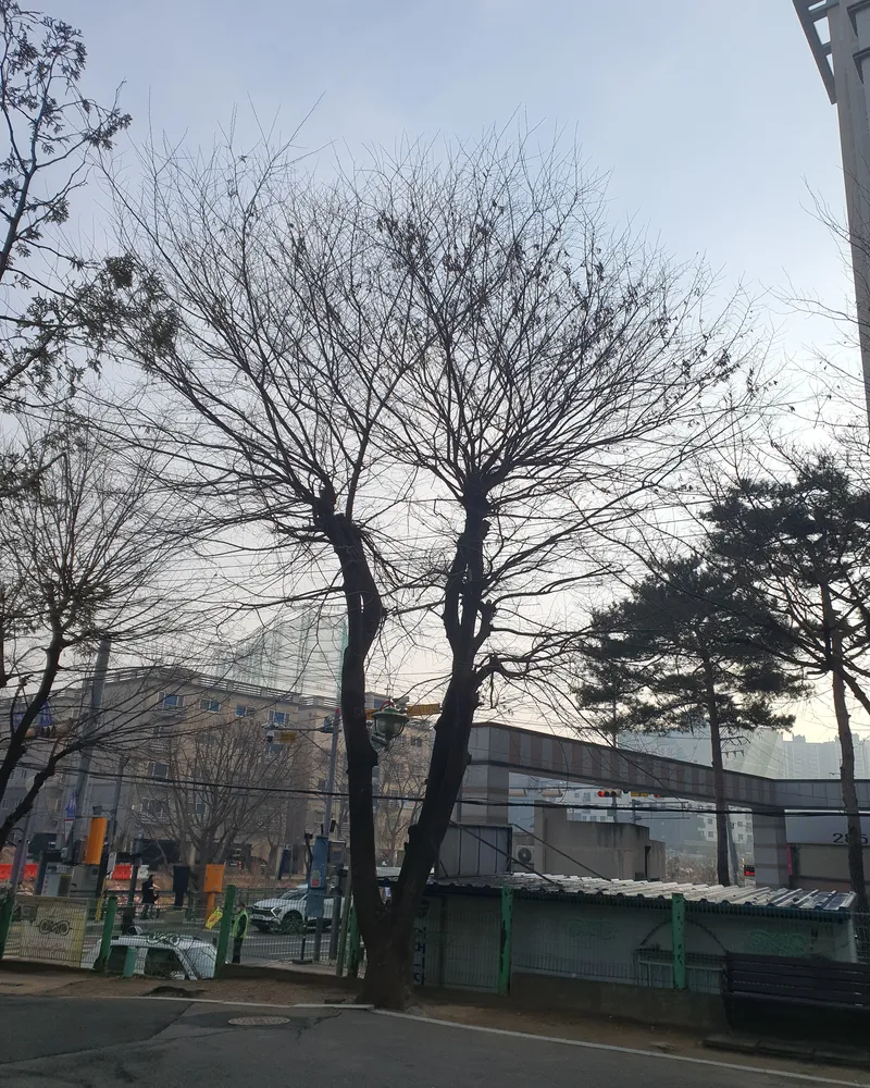 양주 고사목제거 현장 사진