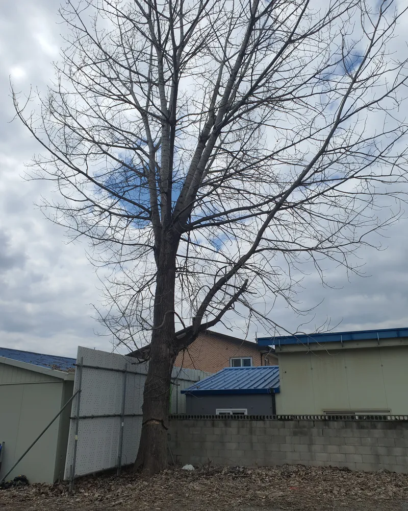 안산 고사목제거 현장 사진