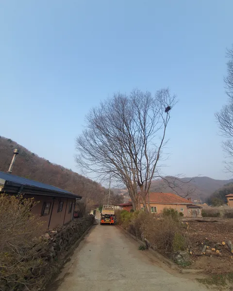 고사목 벌채 장비 현장 투입