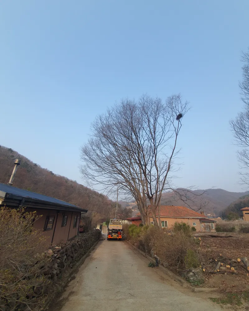 하남 고사목제거 현장 사진