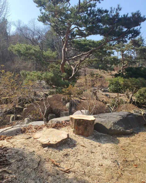 벌채 후 그루터기 정리